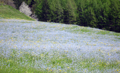 I prati di Fusino 1203 m Val Grosina, con una magnifica fioritura di Non ti Scordar di Mè.