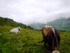 Mucche al pascolo in Val Fedoz.