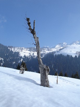 Germoglierà in primavera?