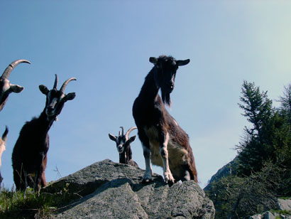 Incontro con le capre dopo il Passo Culmine.