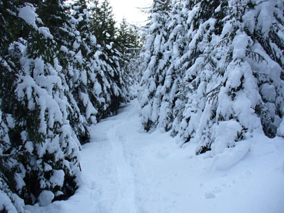 Ottima neve nel bosco.