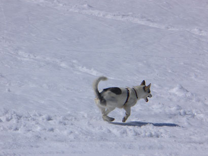 DJ cerca di ripercorrere le orme di Luna "cane alpinista".