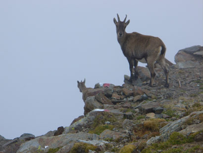 Mamma camoscio con figlio.