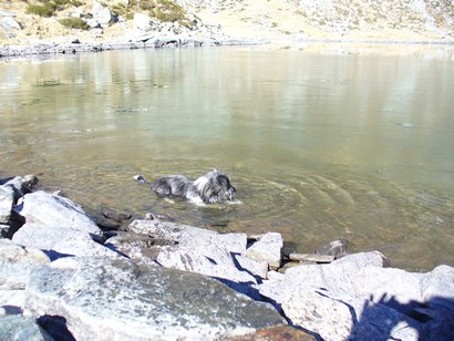 Beba fa il bagno nel Lago Dell'Acqua Fraggia.
