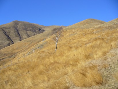Betulla solitaria.