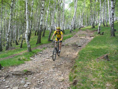 Giuseppe in discesa nel bosco di betulle.