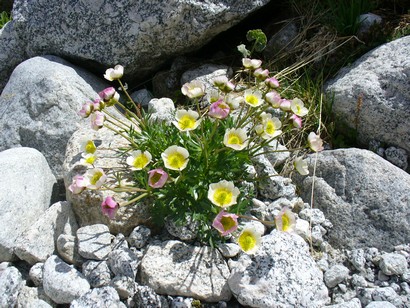 Sprazzi di flora nella roccia.