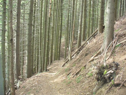 Single track di discesa.