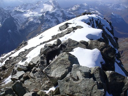 La cima del Piz Julier.