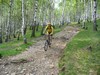 Giuseppe in discesa nel bosco di betulle.