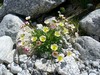 Sprazzi di flora nella roccia.
