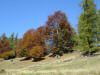 I colori dell'autunno iniziano a dipingere i boschi.
