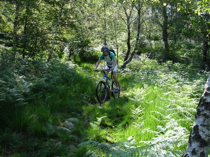 Bel single track in mezzo alla vegetazione.