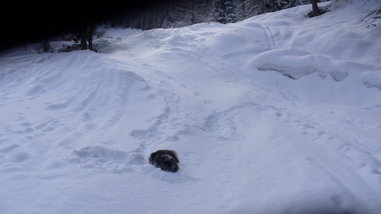 Beba si rotola nella neve.