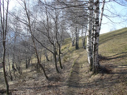 Single track fra le betulle.