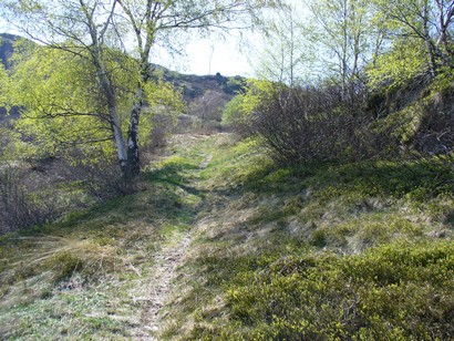 Single track erboso...