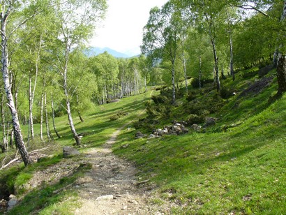 Single track erboso...