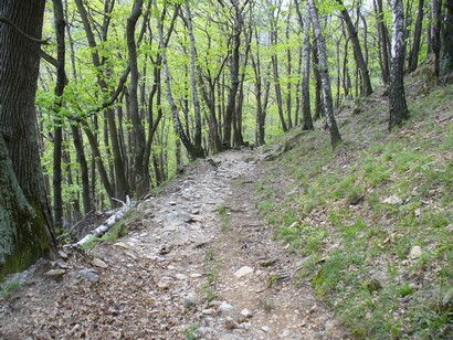 Single track di discesa.