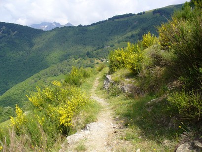 Tratto di sentiero fra le ginestre.