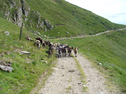 Capre al pascolo...