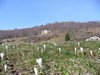 Monti di Cima con fioritura di crocchi.