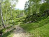 Single track erboso...