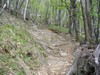 Single track di discesa.