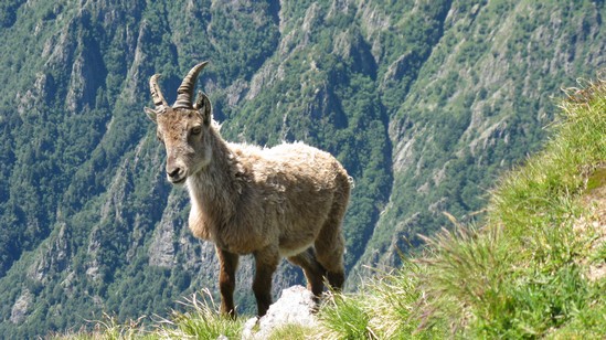 Un giovane stambecco.