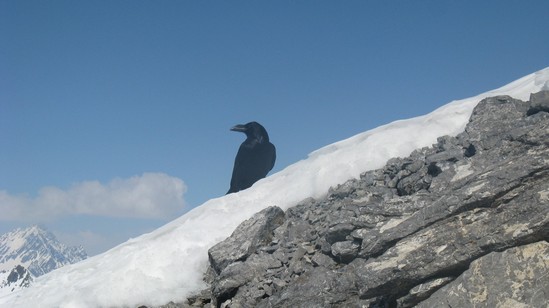 Scialpinista alimunito.