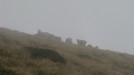 Pecore nella nebbia.