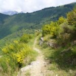 Tratto di sentiero fra le ginestre.