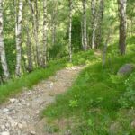 Single track di discesa.
