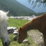 Cavalli al pascolo.